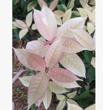 珍珠彩葉桂花 五彩桂花 天香彩葉桂 金桂等