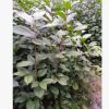 批發三年生金花茶