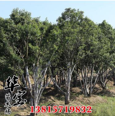 多桿大葉女貞批發(fā) 基地供應(yīng)叢生大葉女貞