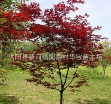 供應(yīng)優(yōu)質(zhì)紅楓日本紅楓批發(fā)美國紅楓供應(yīng)直銷各種規(guī)格紅楓