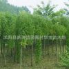 供應優質龍爪槐龍爪槐批發基地大量直銷各種規格龍爪槐