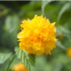 批發(fā)棣棠 蜂棠花 黃度梅 金棣棠梅 悠梅? 進(jìn)口梅