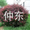 批發(fā)紅葉小檗球 各種規(guī)格紫葉小檗球 高品質(zhì)