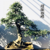 一物一發(fā) 精品原生茶梅盆景樹樁 高檔造型茶梅老樁盆景 下山樁