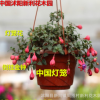 陽(yáng)臺(tái)觀花綠植花卉植物盆栽倒掛金鐘花苗燈籠花苗盆栽花卉植物