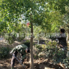 南京烏桕基地 15公分烏桕樹 叢生烏桕樹大量供應