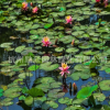 睡蓮 子午蓮、水芹花、瑞蓮、水洋花、小蓮花水生植物批發