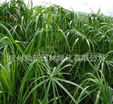 供應(yīng)水生植物旱傘草水竹 風(fēng)車草實心竹、木竹、黎子竹黃菖蒲批發(fā)