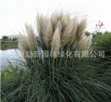 大量批發水生植物 蒲葦 水體綠化 黃菖蒲 基地直銷 水生花卉