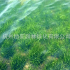 環境工程 沉水植物矮生苦草 基地直銷 池塘養魚蝦蟹水草苦草