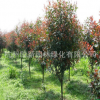 紅葉石楠 基地直銷 籬笆 高桿紅葉石楠品種齊全批發供應
