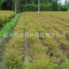 基地直銷優質 南天竹 火焰南天竹等工程綠化 十大功勞 批發配貨