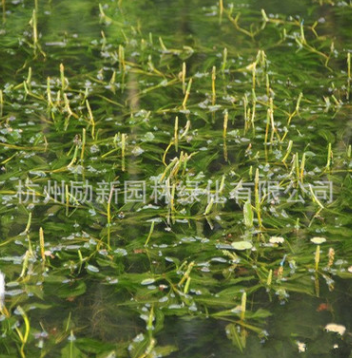 水生植物基地直銷 眼子菜狐尾藻水禾 品種齊全量大從優水體綠化