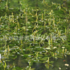 水生植物基地直銷 眼子菜狐尾藻水禾 品種齊全量大從優水體綠化