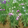 玉蟬花 花菖蒲 大量供應批發水生植物 仲華萍逢草