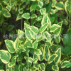 基地直銷 花葉常春藤 花葉蔓 油麻藤 品種齊全 批發供應