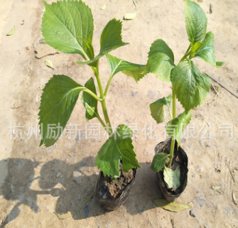 八仙花 無盡夏 繡球花盆栽 毛球 規(guī)格齊全 量大從優(yōu) 綠化工程