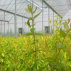 大花六道木 盆栽 基地直銷 各種規格 品種齊全 量大優惠 批發植物