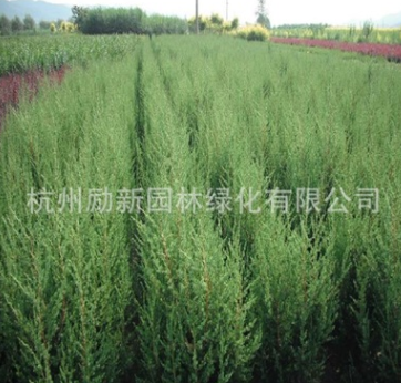 龍柏 檜柏 側(cè)柏 市政園林 工程綠化 配貨批發(fā) 規(guī)格齊全