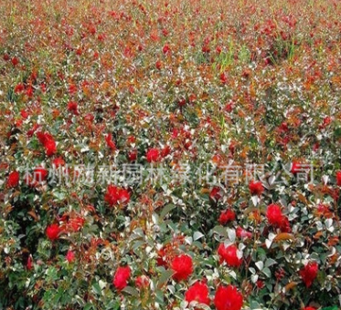 基地直銷 紅帽子月季 大花月季 品種齊全 規(guī)格齊全 盆栽