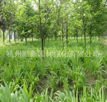 鳶尾 、細(xì)徑針茅、 黃花 紅花 水生植物基地直銷批發(fā)