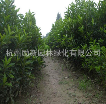 批發(fā)法國冬青 青珊瑚 規(guī)格齊全 基地直發(fā) 量大從優(yōu)