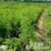 園林批發(fā)園林綠化工程樹木杜松 適合南北方種植邊道綠化杜松樹木