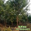 園藝場培育種植出售皂角樹截桿發(fā)帽皂角樹桿直冒圓原生皂角樹