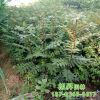 基地苗圃直銷食用花椒苗花椒樹 高產(chǎn)量九葉青大紅袍花椒樹