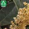 嫁接桂花樹沉香桂 四季桂 鐵樹小樹木 耐寒品種 批發廠家直銷