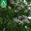 基地直銷楸樹 楸樹苗批發 觀賞植物庭蔭樹 工程綠化苗