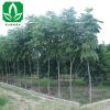 大量出售欒樹 黃山欒樹樹苗 工程綠化樹 包成活 規(guī)格齊全 量大優(yōu)