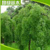 供應 龍爪槐樹苗