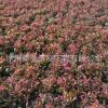 熱銷供應五色草植物 五色草基地 五色草批發