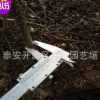 大紅袍花椒苗 產量大 耐修剪 基地供應大紅袍花椒苗 規格齊全