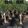 精品嫁接桂花苗基地批發 四季桂 觀賞芳香丹桂樹苗可盆栽易種植