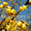 產地供應優質綠化樹苗 梅花苗 精品臘梅 紅綠梅花苗 當年開花