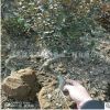 大量批發出售獨桿黃楊 小葉黃楊苗 瓜子黃楊，高桿黃楊樹成活率