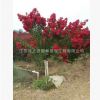 基地直銷正宗速生美國紫薇樹苗 紫薇紅火箭美國紫薇 紅火球紫薇