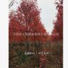基地直銷工程綠化苗木紅楓苗嫁接 美國紅楓苗