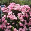 批發薔薇苗 多花薔薇花苗 循環開花藤本薔薇 垂直綠化大量供應