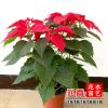 基地直銷室內高檔盆栽花卉 一品紅圣誕花 一品紅盆栽帶花 庭院