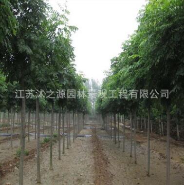 基地直銷 欒樹苗