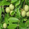 基地直銷(xiāo)果樹(shù)核桃苗 薄皮核桃樹(shù)苗 嫁接核桃當(dāng)年結(jié)果量大優(yōu)惠