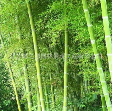 基地直銷綠化工程苗竹子紫竹 毛竹苗 金鑲玉竹子苗 大葉箬竹植物
