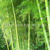 基地直銷綠化工程苗竹子紫竹 毛竹苗 金鑲玉竹子苗 大葉箬竹植物