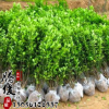 基地直銷優(yōu)質(zhì)大葉黃楊 籬笆工程綠化苗木 四季常青 量大從優(yōu)