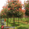 批發(fā)精品盆栽高桿紅葉石楠球 色塊籬笆園林綠化苗木 量大從優(yōu)