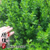 批發小葉黃楊 瓜子黃楊 小葉黃楊球 小葉黃楊樹苗 常綠灌木