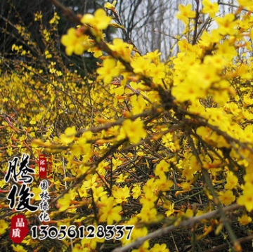 批發(fā)迎春苗工程綠化苗木 迎春花小苗 迎春花盆景 規(guī)格齊全量大從